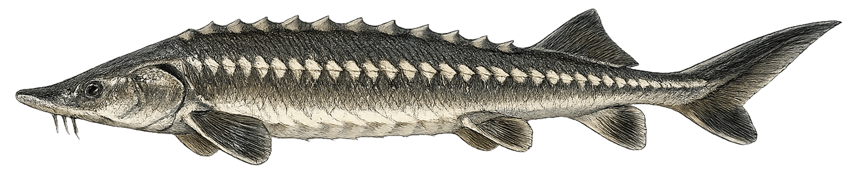 Osietra / Russischer Stoer