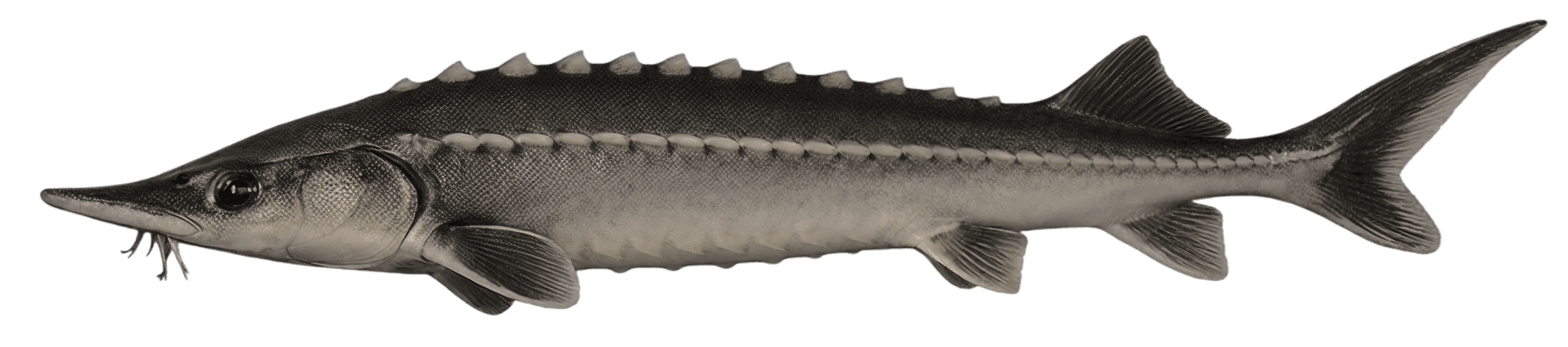 Storione siberiano